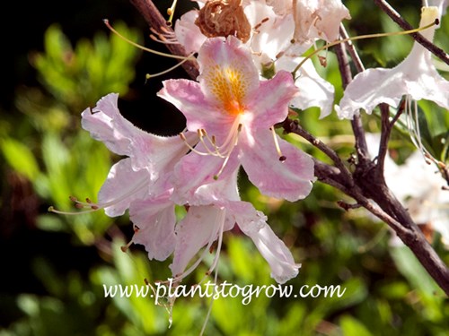 Northern Tri Lights Rhododendron has pink flowers with white over tones and a yellow blotch.